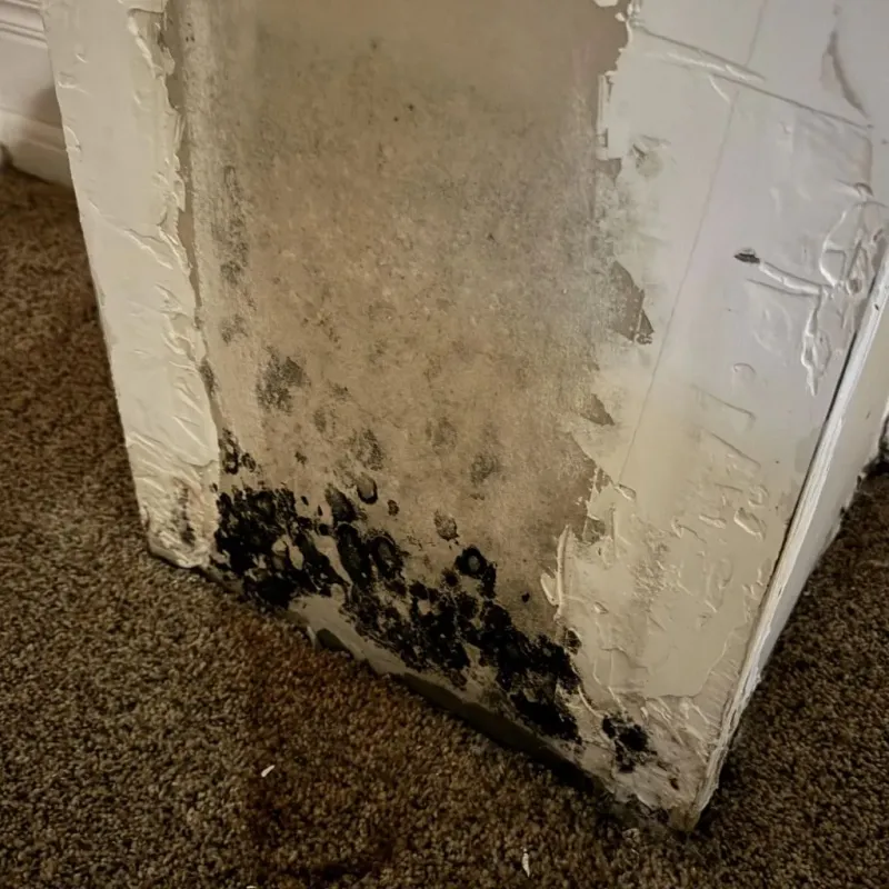 Professional Mold Removal in James City County, VA